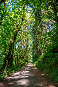 Footpath amidst trees in forest