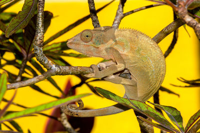 Close-up of a lizard on tree