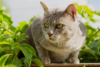 Close-up portrait of a cat