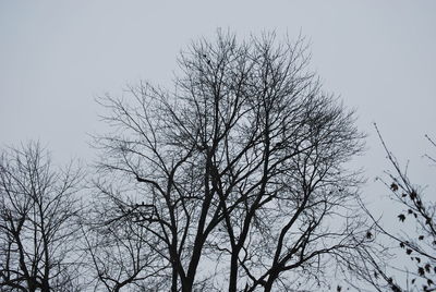 Low angle view of bare tree against clear sky