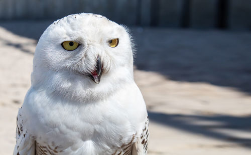 Close-up portrait of owl