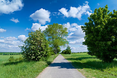 Road amidst trees on field against sky