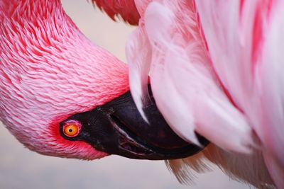 Close-up of a bird