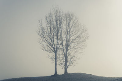 Bare tree on landscape against clear sky