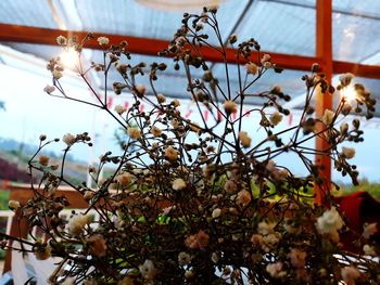 Low angle view of flowering plants against sky