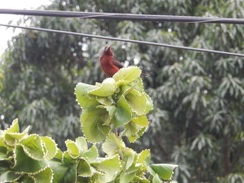 Close-up of insect perching on flower