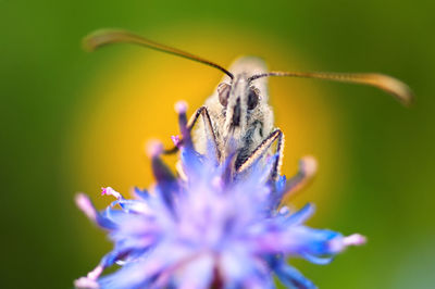 Close-up of butterfly pollinating on purple flower in spring