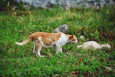 Side view of a cat lying on grass