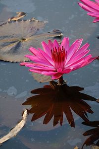 Close-up of pink lotus water lily in lake