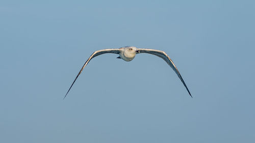 Low angle view of seagull flying in sky