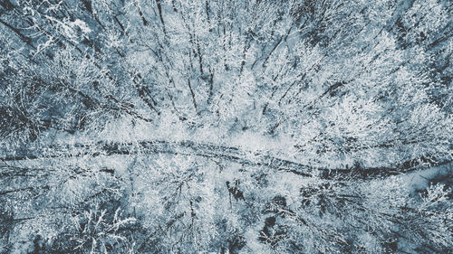 Full frame shot of frozen plants