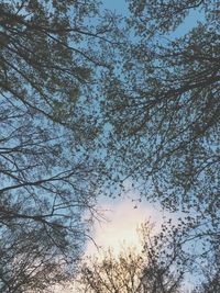 Low angle view of trees against sky