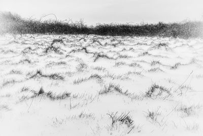 Flock of birds on snow covered land