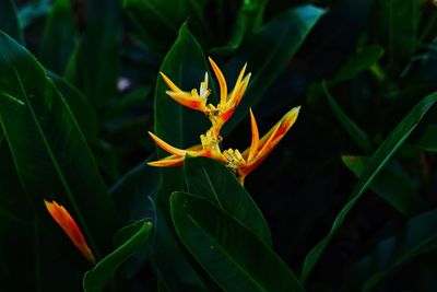 Close-up of orange flowers blooming outdoors