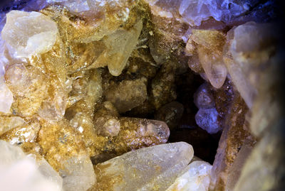 Close-up of jellyfish on rock