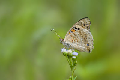 Butterfly on flower