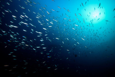 Fish swimming in sea