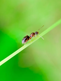 Macro photo of a blak ant is walking 