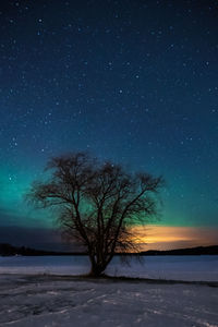 Trees on snow covered land against sky at night