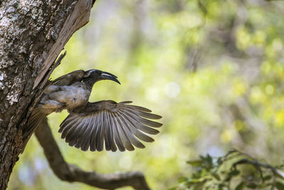 Close-up of bird flying