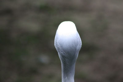 Close-up of a bird