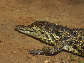 Close-up of crocodile on sand