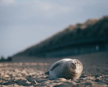 Close-up of sea lion on beach
