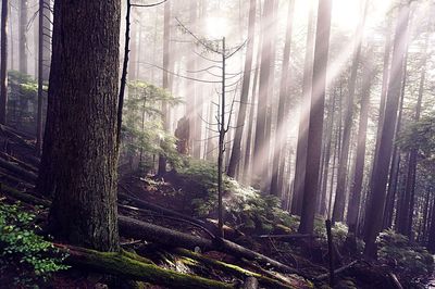 Close-up of plants in forest
