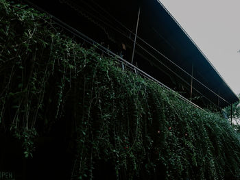 Low angle view of illuminated plants at night