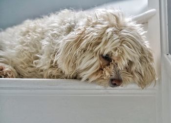 Close-up of dog relaxing at home