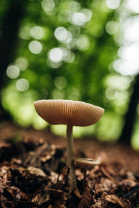 Close-up of mushroom growing on field