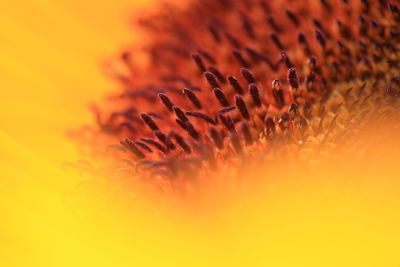 Close-up of pollen grain