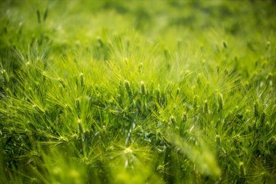 Full frame shot of fresh green field