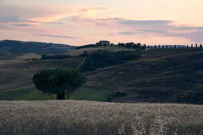 Scenic view of agricultural field against sky during sunset