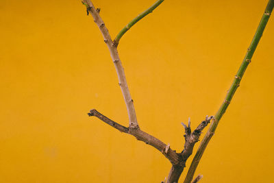 Low angle view of plant against yellow wall