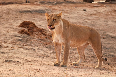 Full length of a cat