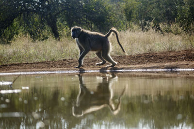 Monkeys in lake