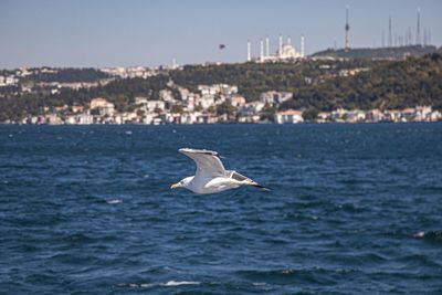 Seagull flying over sea