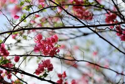 Low angle view of pink flowers on branch