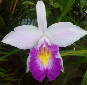 Close-up of flower blooming outdoors