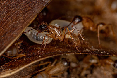 Close-up of ant on leaf