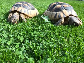 View of turtle in field
