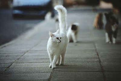 Cats walking on pathway at city