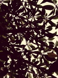 Low angle view of tree