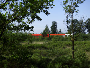 Train by trees in forest against sky