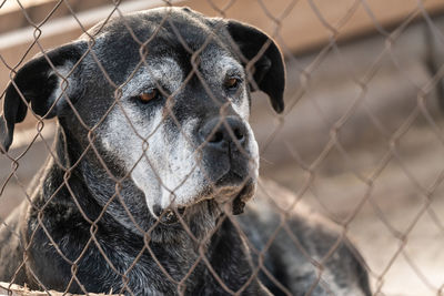 Close-up of a dog