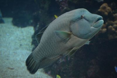 Napoleon fish swimming in aquarium