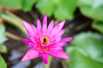 Close-up of bee pollinating flower