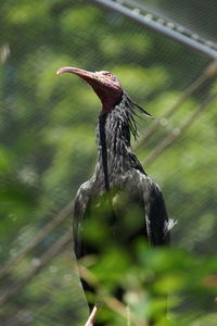 Close-up of bird perching on a plant