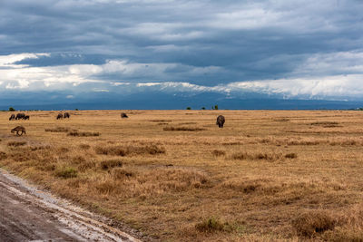 View of horses on field against sky